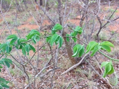 Adenia glauca