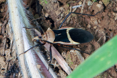 Zelurus circumcinctus