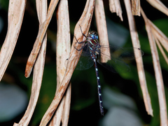 Austroaeschna eungella