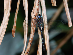 Austroaeschna eungella