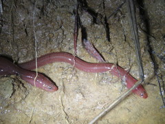 Synbranchus marmoratus