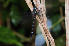 Austroaeschna eungella