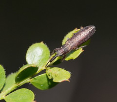 Rhinotia sparsa