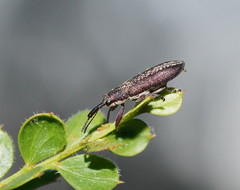 Rhinotia sparsa