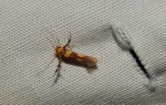 Stathmopoda luminata