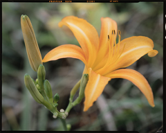 Hemerocallis fulva littorea