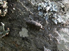 Chrysobothris affinis