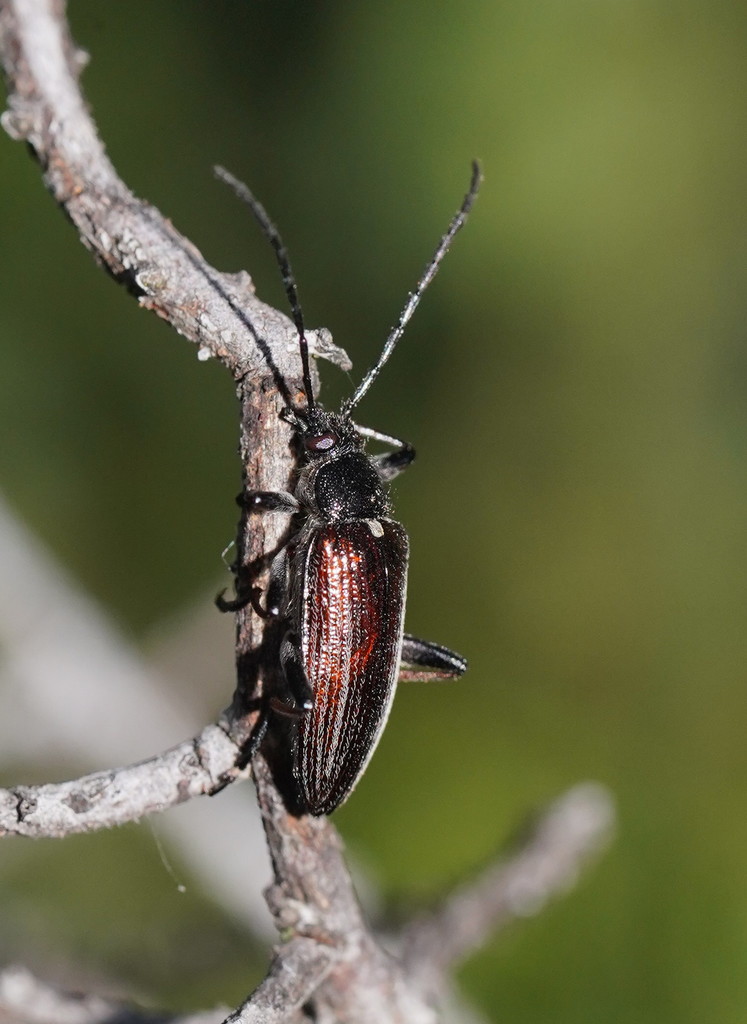 Homotrysis scutellaris