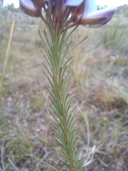 Gompholobium confertum