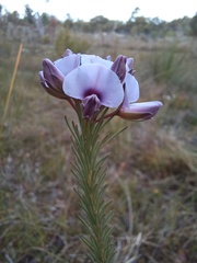 Gompholobium confertum