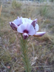 Gompholobium confertum