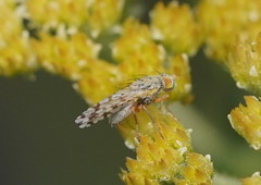 Austrotephritis pelia