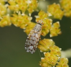 Austrotephritis pelia