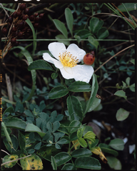 Rosa lucieae