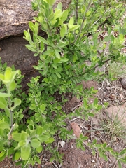 Chorisochora transvaalensis