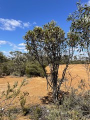 Eucalyptus forrestiana