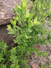 Chorisochora transvaalensis