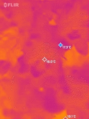Crepidiastrum platyphyllum