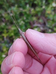 Gonista bicolor