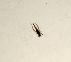 Trigonidium cicindeloides