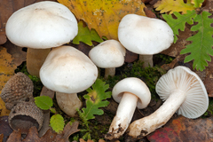 Hygrophorus cossus