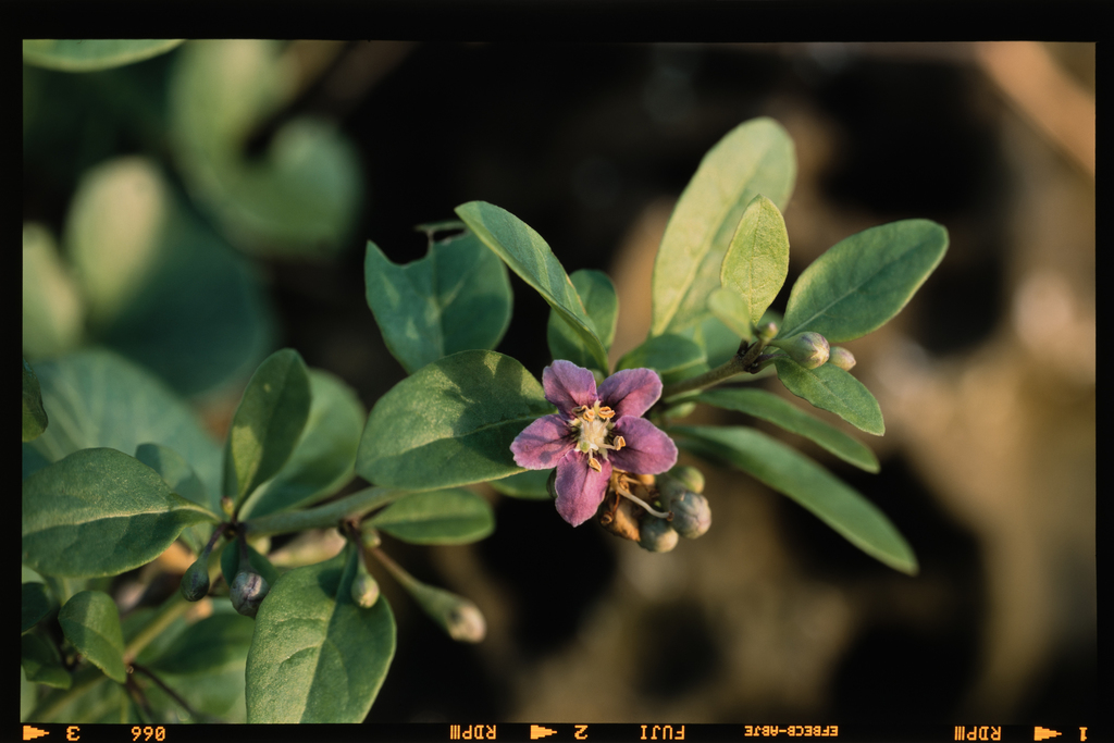 Lycium chinense, 日本、神奈川県三浦市南下浦町