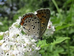 Lycaena alciphron