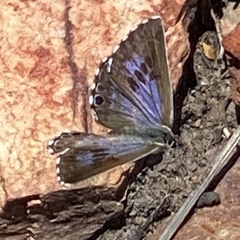 Lepidochrysops australis