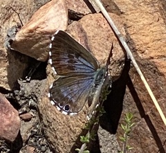 Lepidochrysops australis