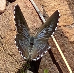 Lepidochrysops australis