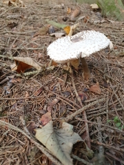 Leucoagaricus nympharum