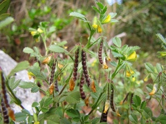 Ononis ornithopodioides