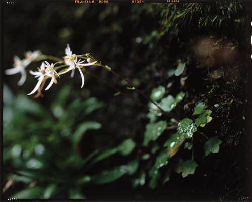 Saxifraga fortunei iNat (1)