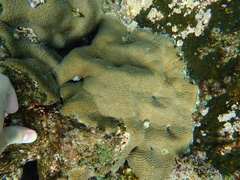 Leptoria phrygia