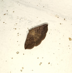 Blasticorhinus