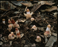 Mitrastemon yamamotoi