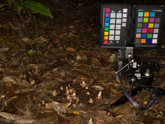 Mitrastemon yamamotoi