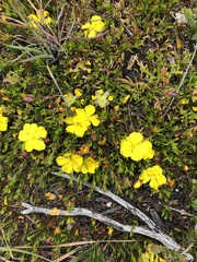 Hibbertia procumbens