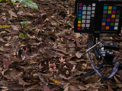 Mitrastemon yamamotoi