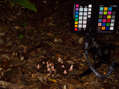 Mitrastemon yamamotoi