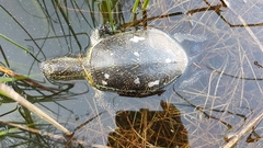 Emys orbicularis hellenica