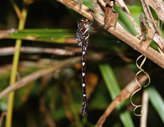 Austroaeschna eungella