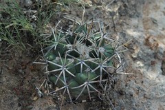 Coryphantha poselgeriana