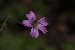 Geranium gracile