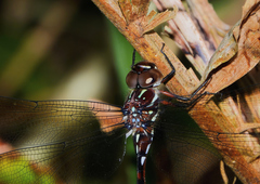 Austroaeschna eungella