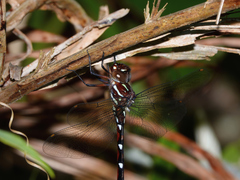 Austroaeschna eungella