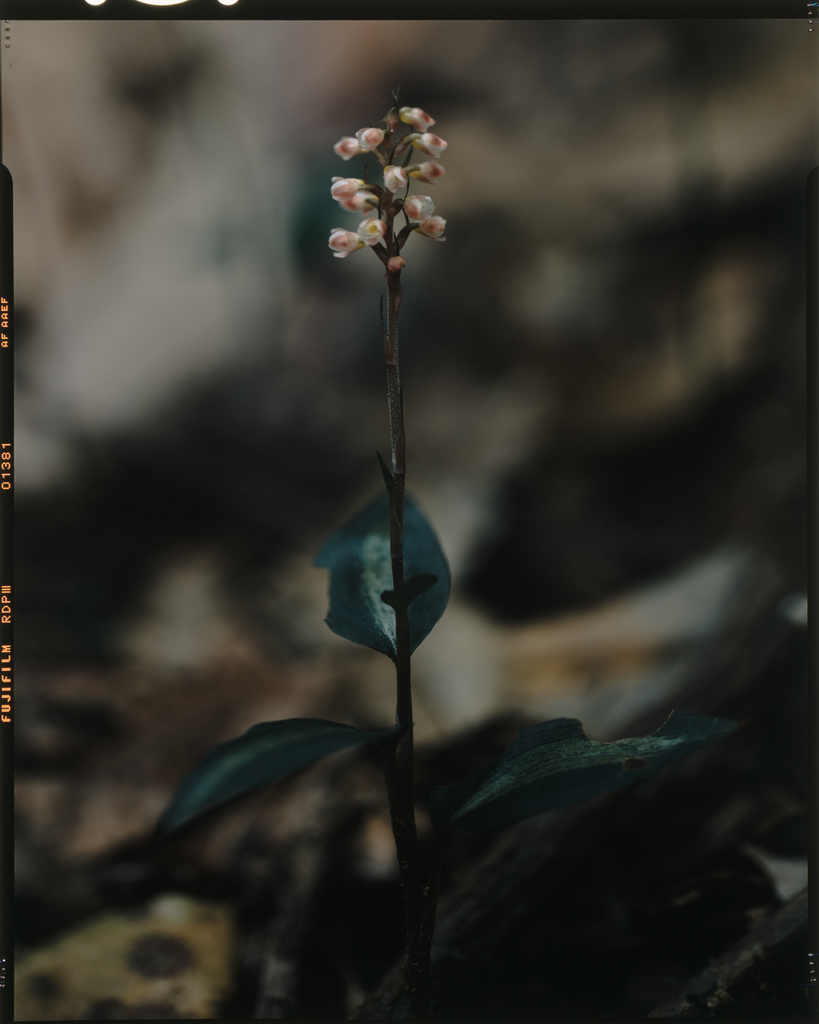 Goodyera hachijoensis (Goodyera hachijoensis)