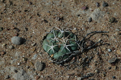 Coryphantha poselgeriana