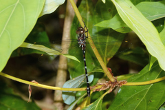 Austroaeschna eungella