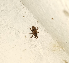 Mechistocerus